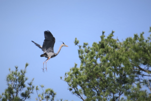 Great blue heron landing in pine tree